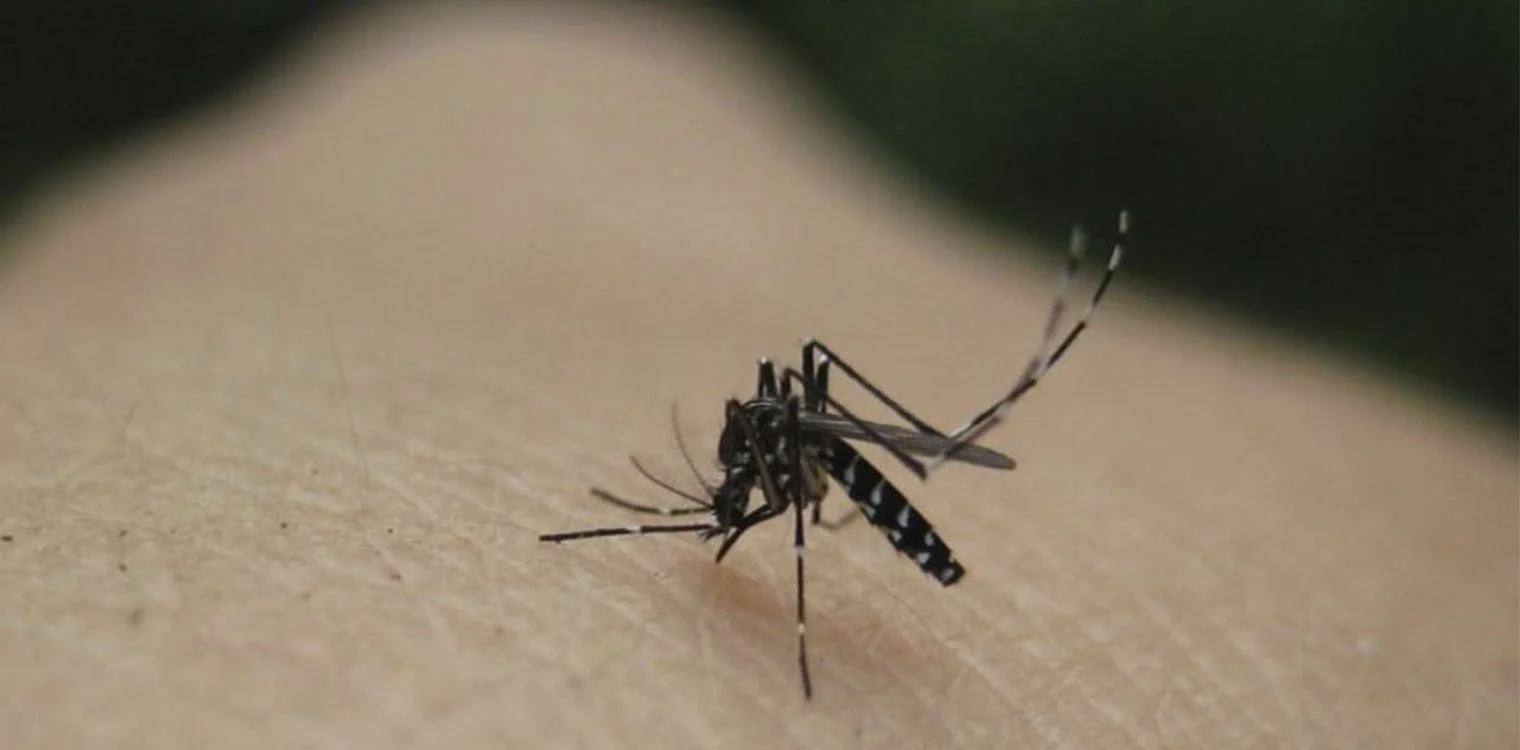 Κουνούπια – Ιός Δυτικού Νείλου: Χαμηλότερη η κυκλοφορία του ιού φέτος
