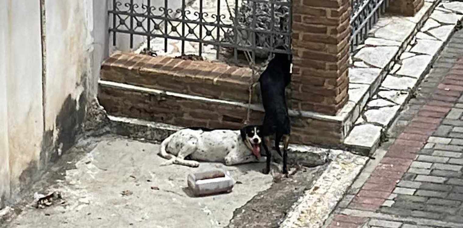 Ζαχάρω: Έδεσε τα σκυλιά της έξω από το δημαρχείο και τα εγκατέλειψε