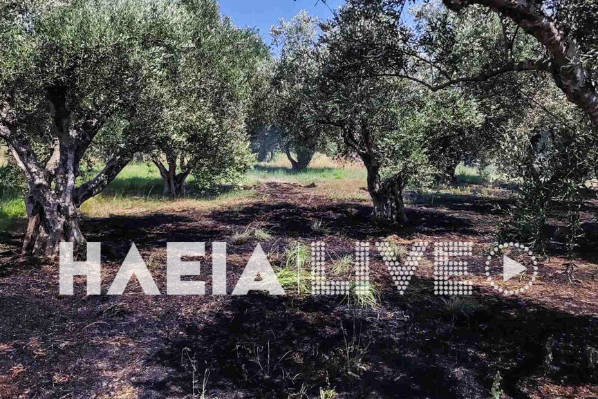 fotia lampeti 5