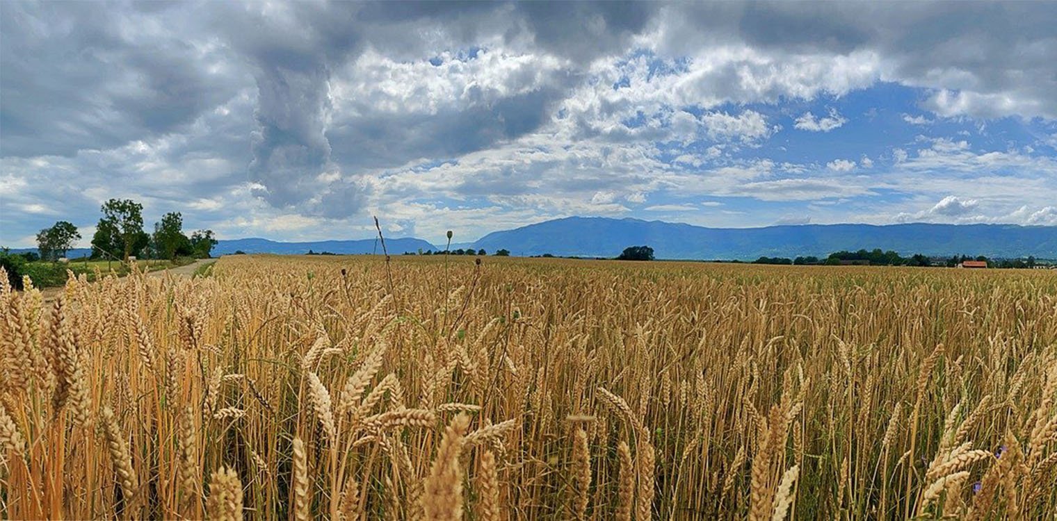 Ανησυχία για νέες ανατιμήσεις στα σιτηρά μετά τις ρωσικές επιθέσεις σε ουκρανικά λιμάνια: Πού αναμένονται οι ανατιμήσεις