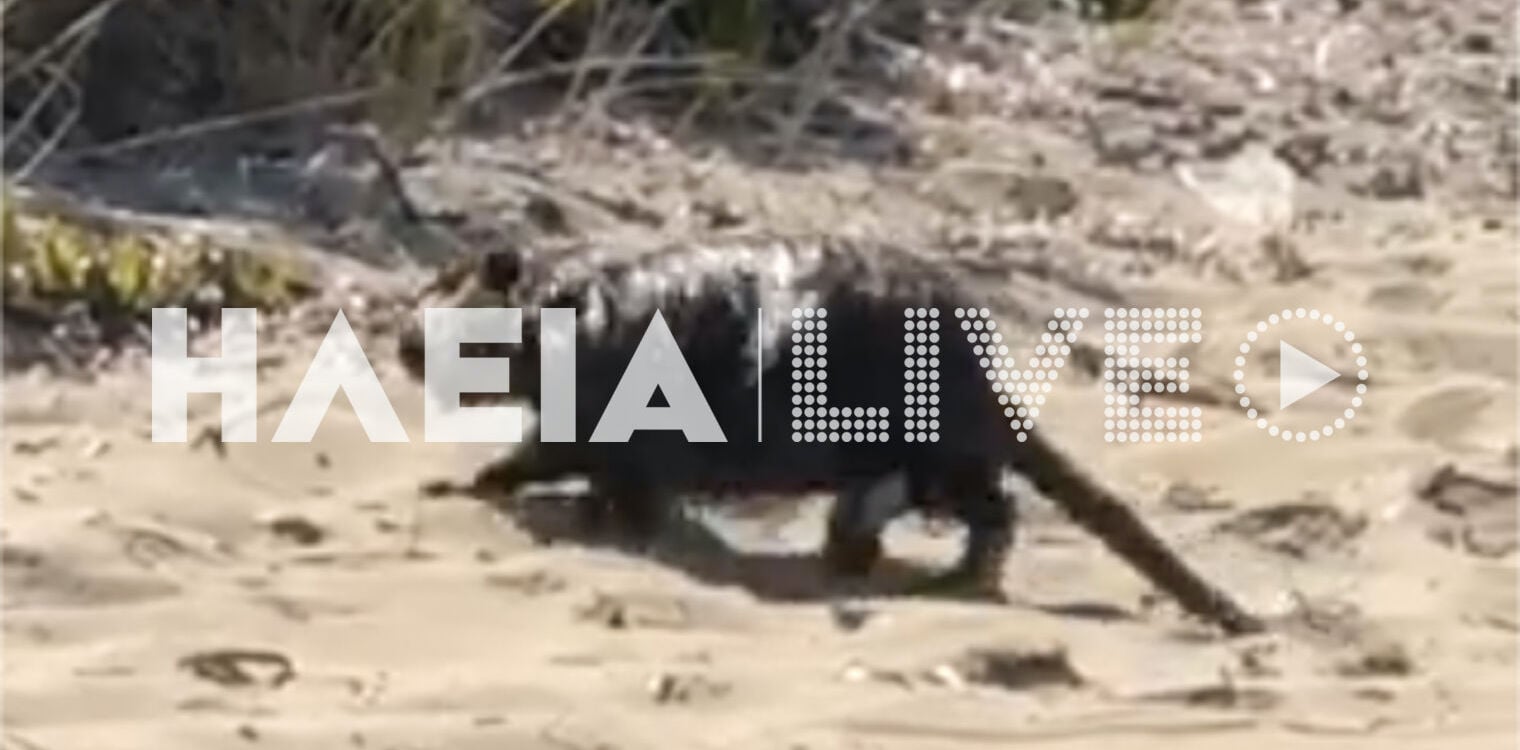 Επιβλαβής μυοκάστορας εμφανίστηκε στην παραλία Αγ. Ηλία Πύργου (video)