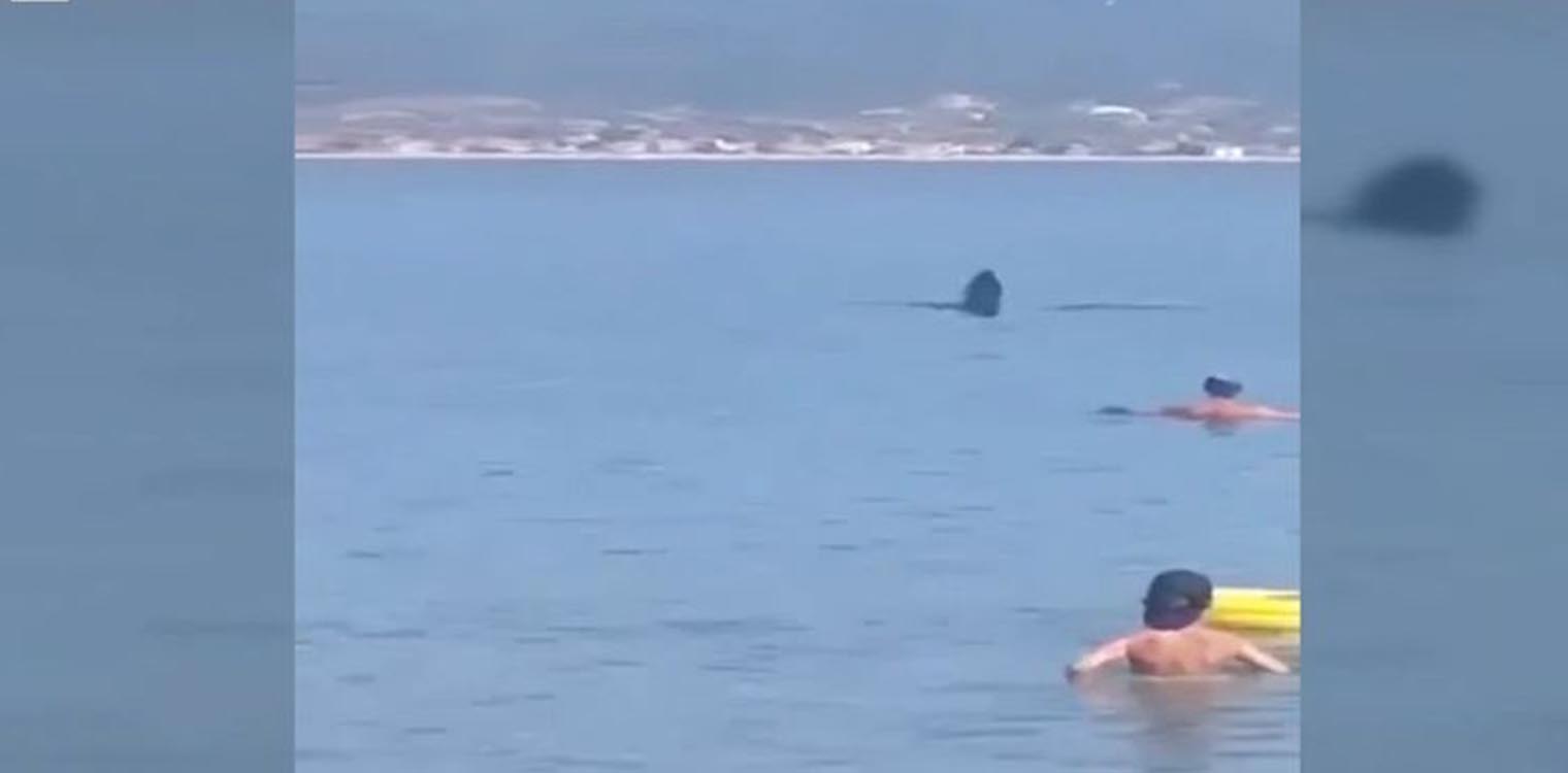 Θεσσαλονίκη: Φεγγαρόψαρο κολυμπούσε στα ρηχά και… τρόμαξε τους λουόμενους (video)