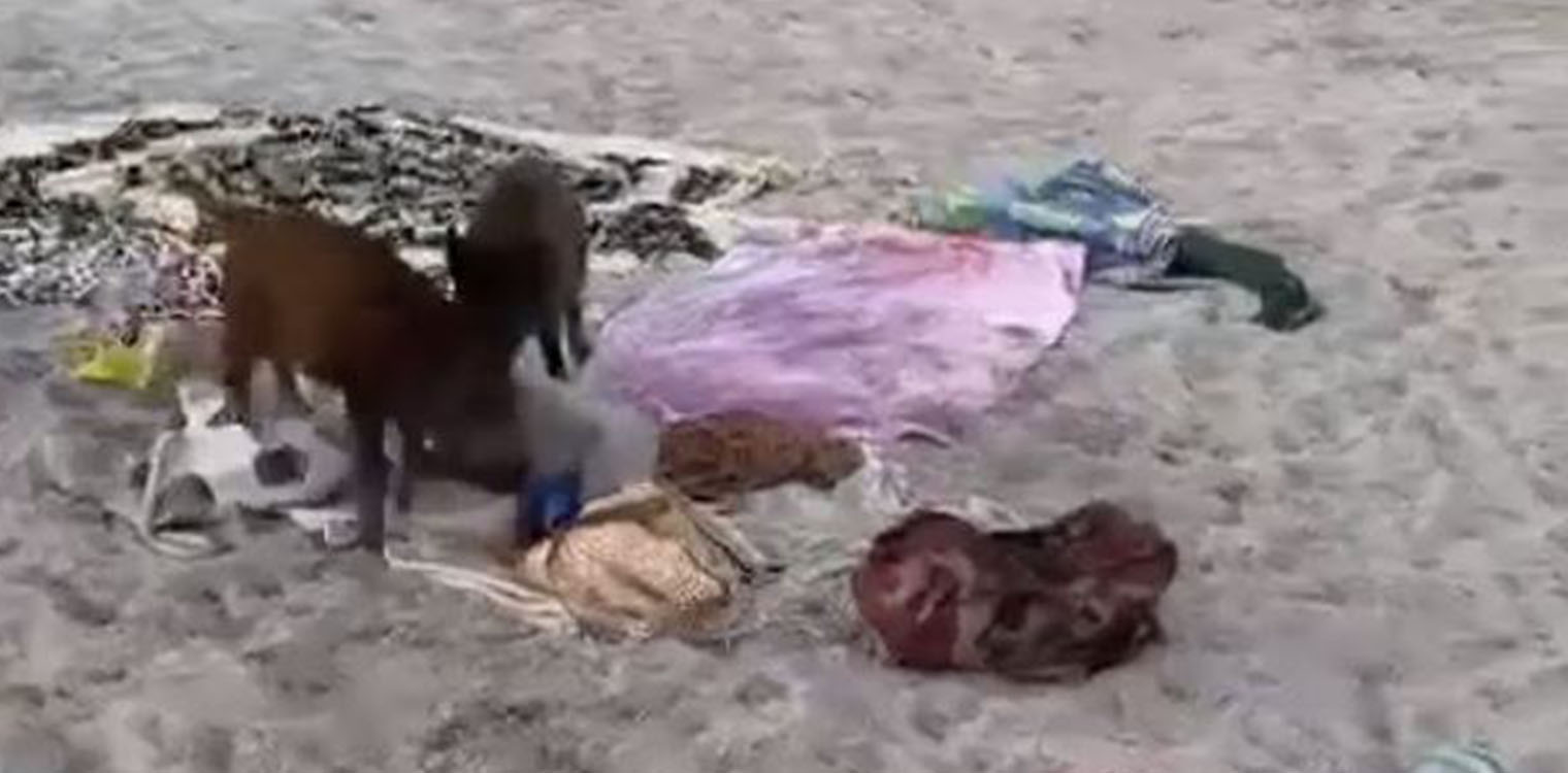 Viral τα δύο γουρουνάκια που πήγαν να κλέψουν φαγητό σε παραλία