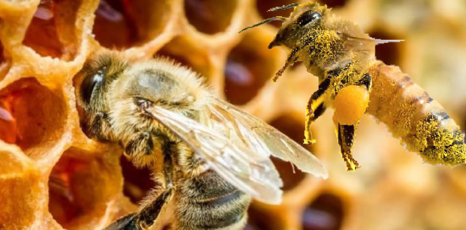 Παγκόσμια πρώτη στην Μουριά Αρχ. Ολυμπίας για τον πρώτο σταθμό μελέτης της συμπεριφοράς των μελισσών