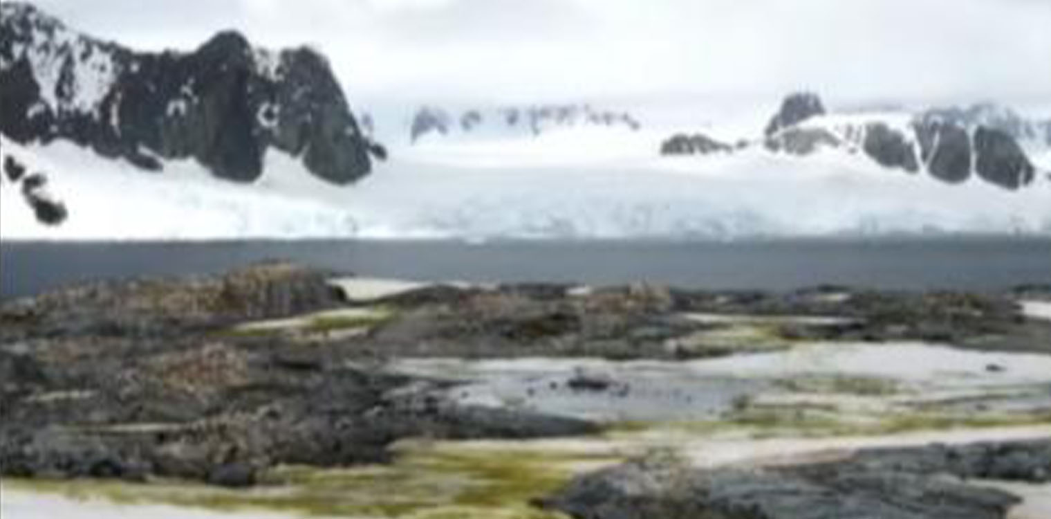 Κλιματική αλλαγή: Λουλούδια ανθίζουν στην Ανταρκτική καθώς οι θερμοκρασίες ανεβαίνουν στα ύψη