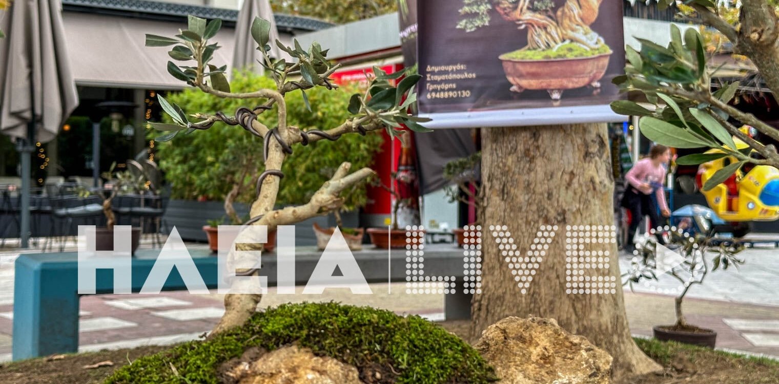 Πύργος: Γιορτάζουν την Παγκόσμια Ημέρα Ελιάς με έκθεση ελαιόδεντρων bonsai