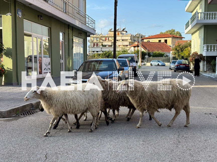 provata proi 4