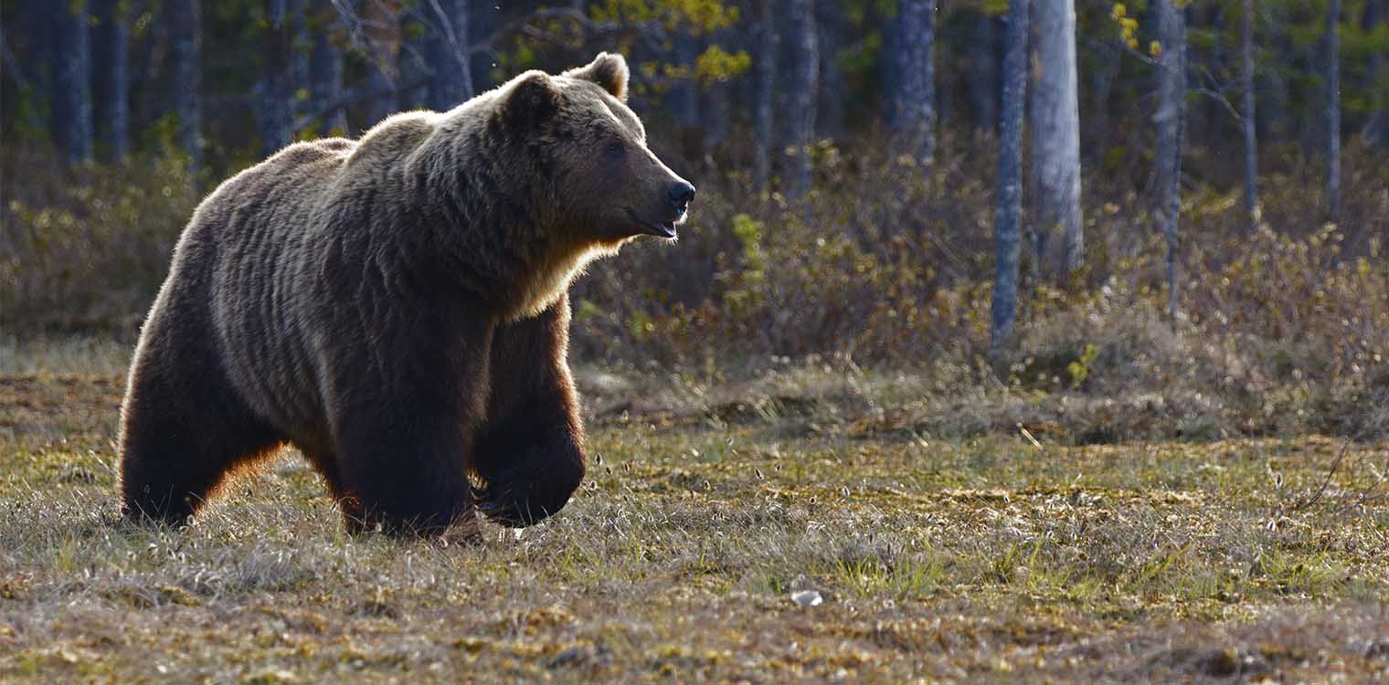 Ιαπωνία: Ανησυχία για τις επιθέσεις από αρκούδες - 6 νεκροί και πάνω από 200 τραυματίες σε λιγότερο από ένα χρόνο