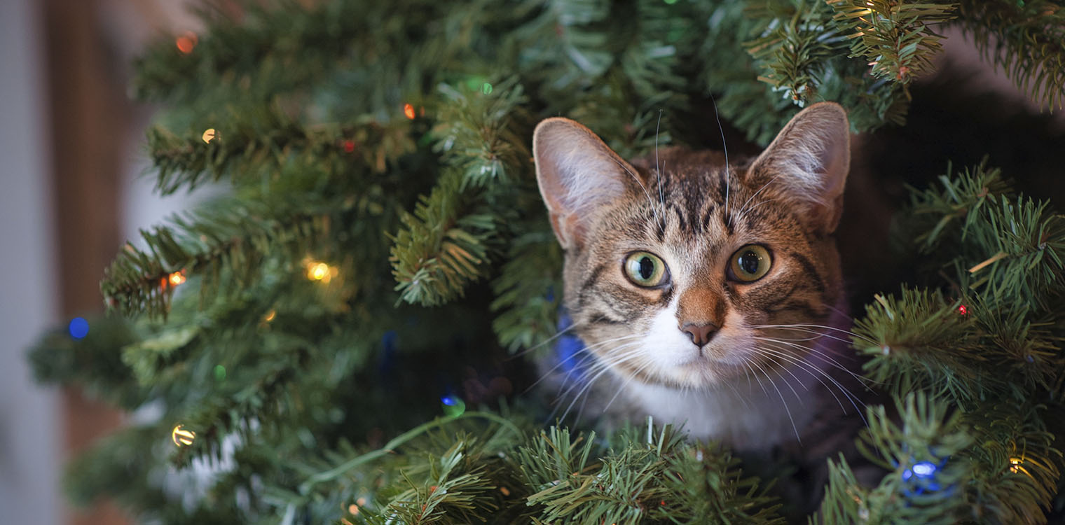 Τα γιορτινά φυτά που είναι τοξικά για τη γάτα σας