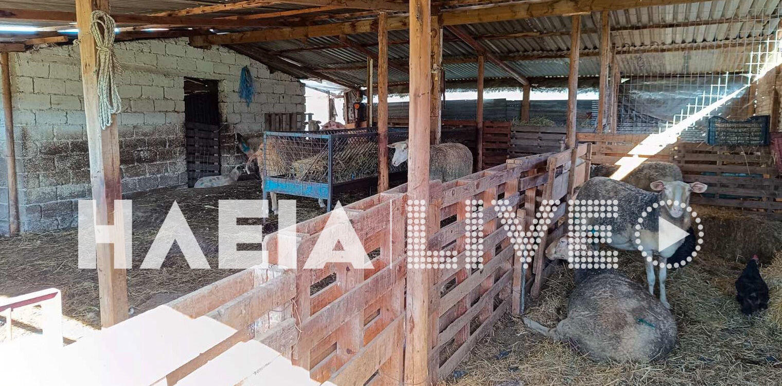Πελόπιο: Κτηνοτρόφος καταγγέλει ότι δέχθηκε επίθεση το κοπάδι του από σκύλους - Εκφράζει φόβους για τον ίδιο