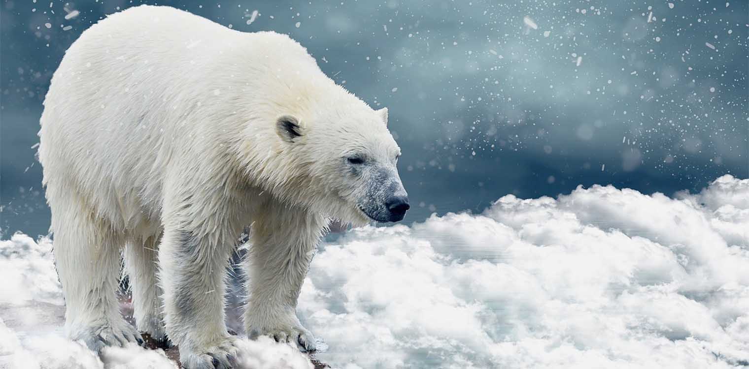 Κλιματική αλλαγή: O πάγος υποχωρεί, οι πολικές αρκούδες κινδυνεύουν από ασιτία