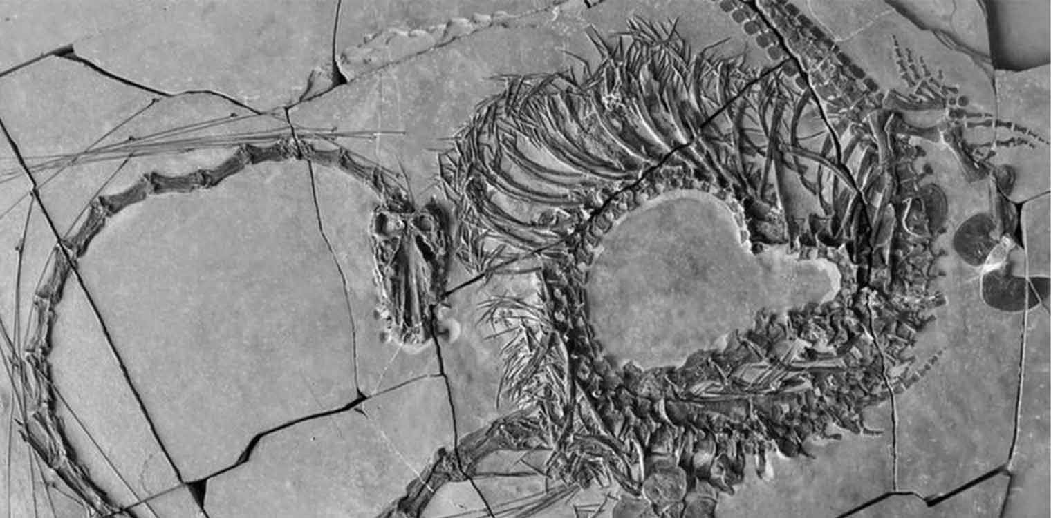 Κίνα: Βρέθηκε απολιθωμένος «δράκος» 240 εκατομμυρίων ετών