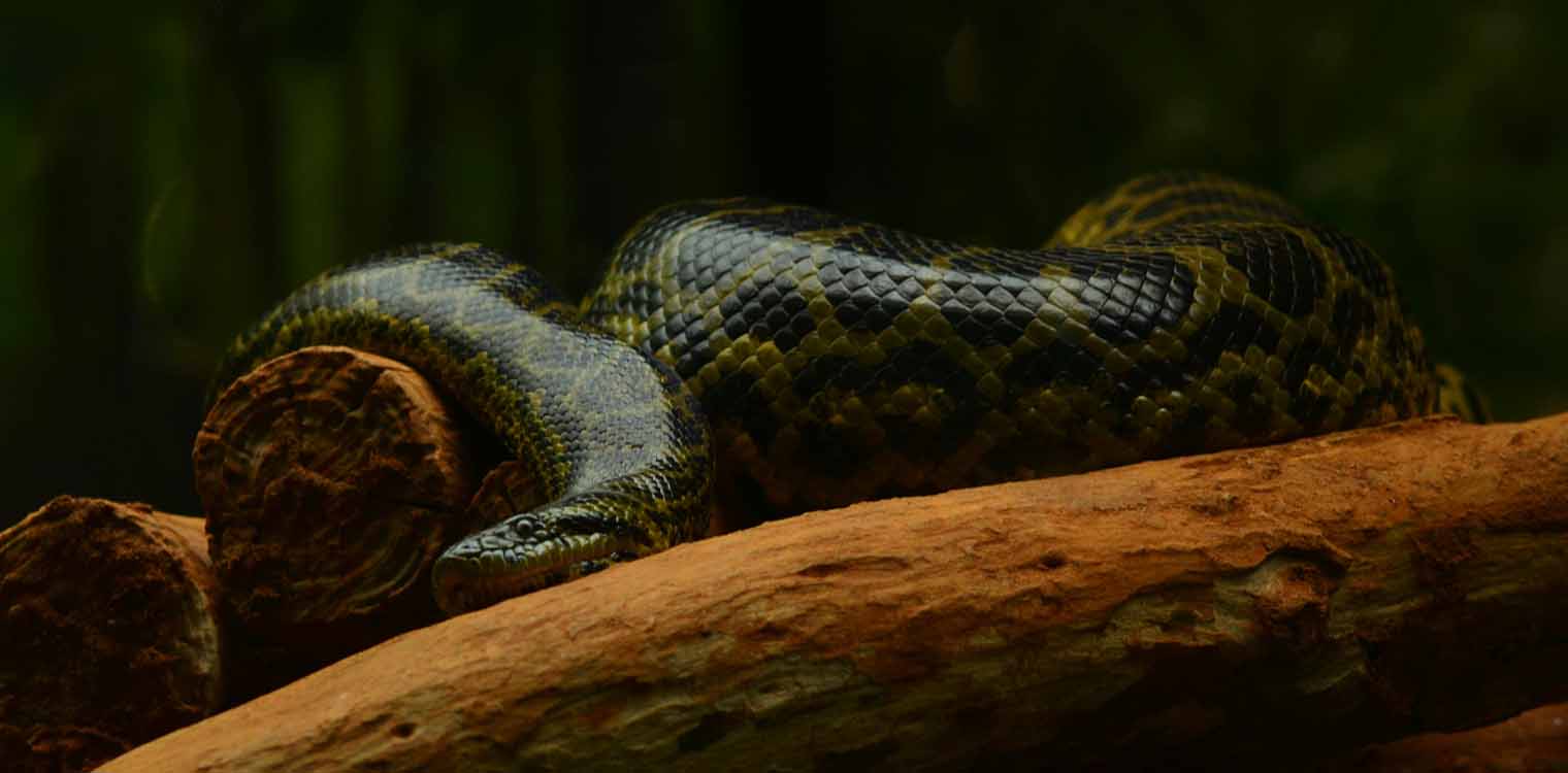 Φίδι 200 κιλά και 8 μέτρα βρέθηκε στον Αμαζόνιο – Το βίντεο που τράβηξαν επιστήμονες
