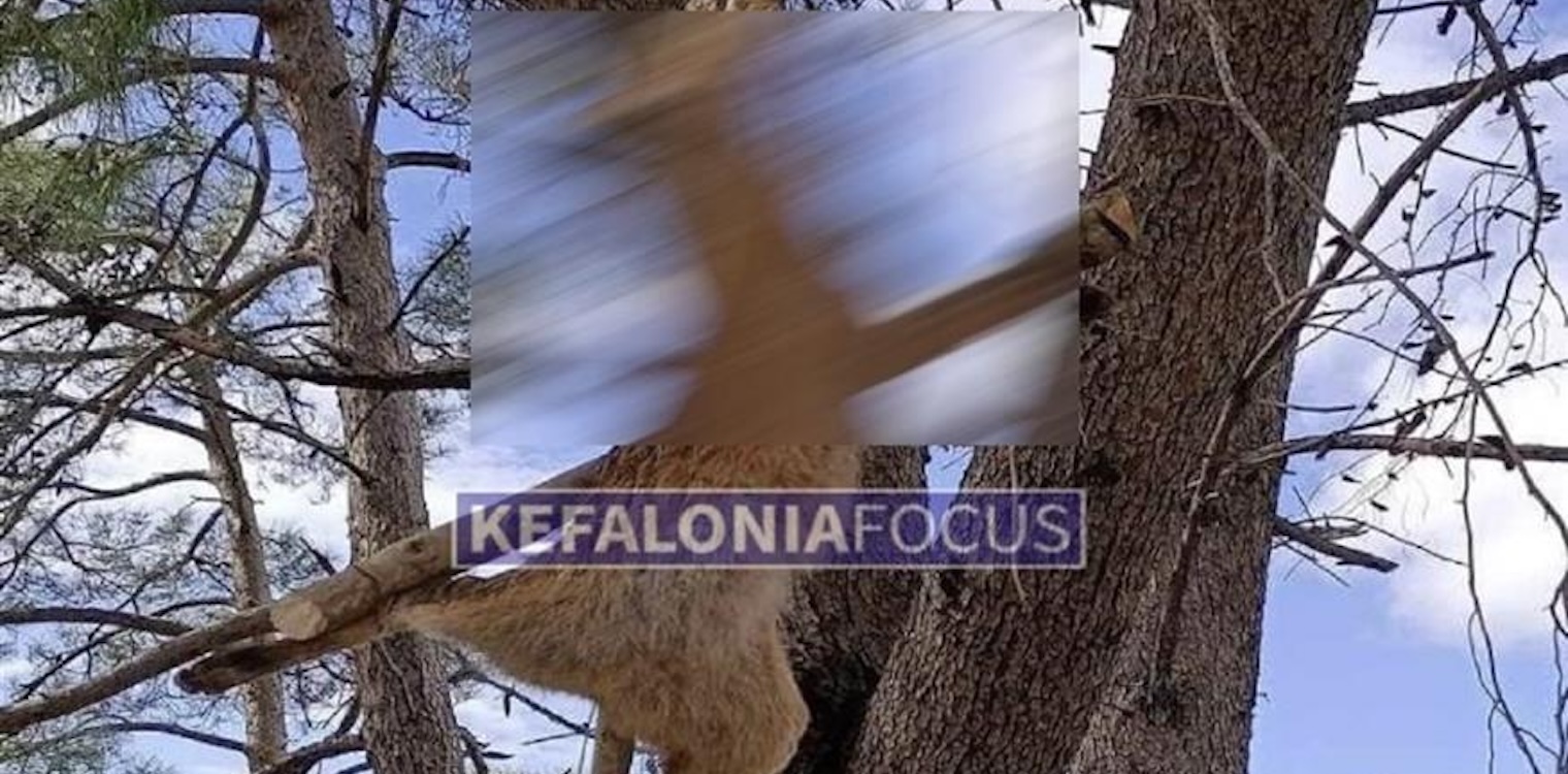 Κτηνωδία στην Κεφαλονιά: Σταύρωσαν και κρέμασαν αλεπού σε δέντρο
