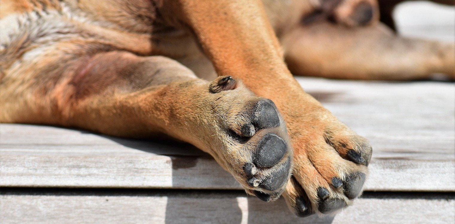 Ποιες ράτσες σκύλων απαγορεύονται σε διάφορες χώρες του κόσμου – Τι ισχύει στην Ελλάδα