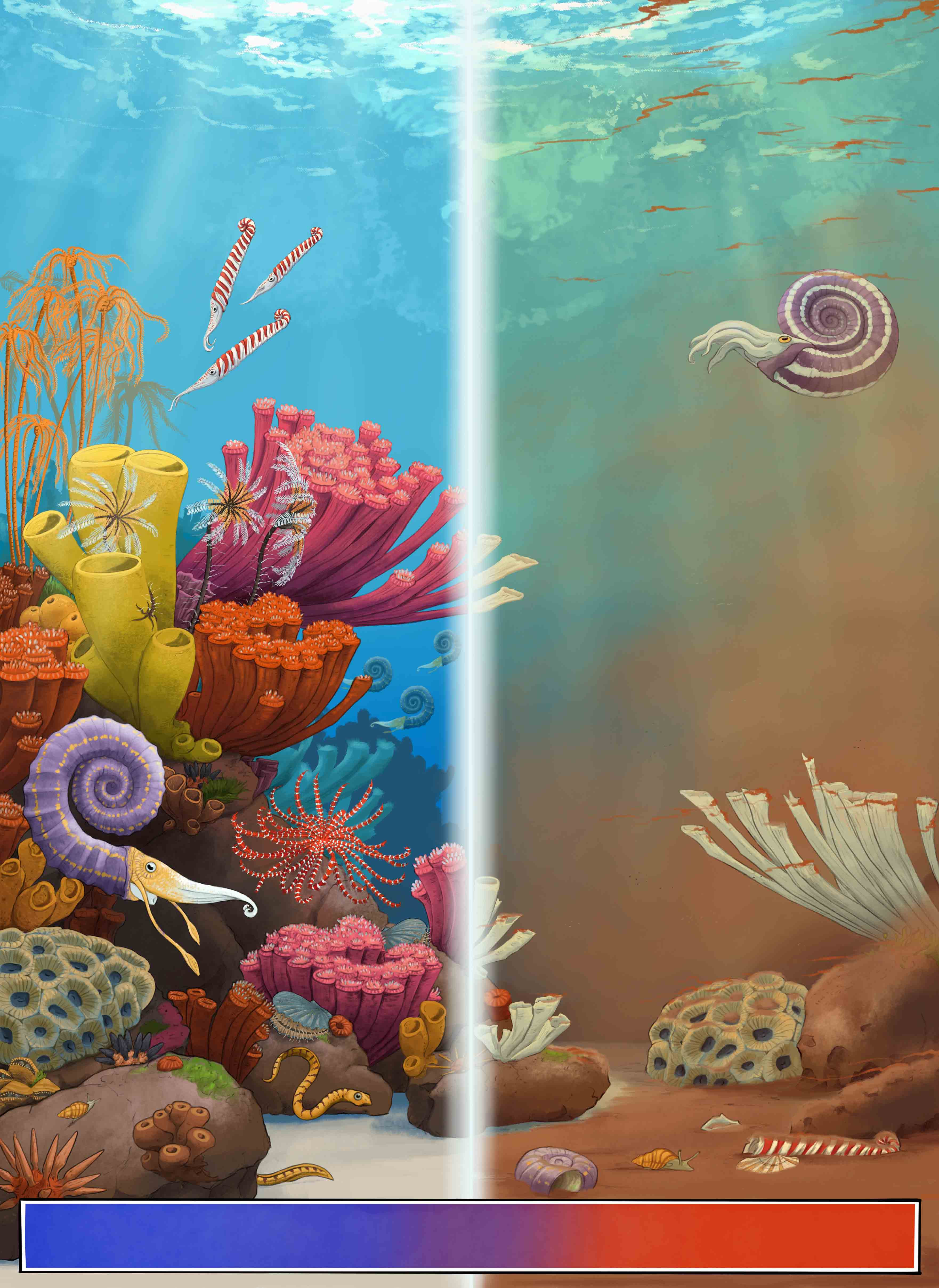 Reef divided no log ape
