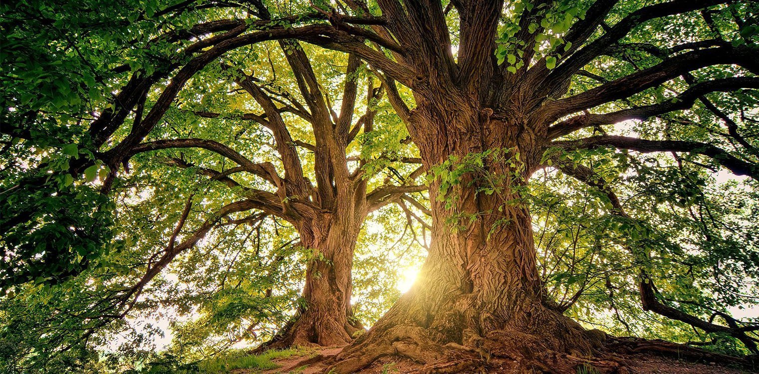 Τα δέντρα «βήχουν» - Δεν μπορούν να απορροφήσουν το διοξείδιο του άνθρακα στην ατμόσφαιρα