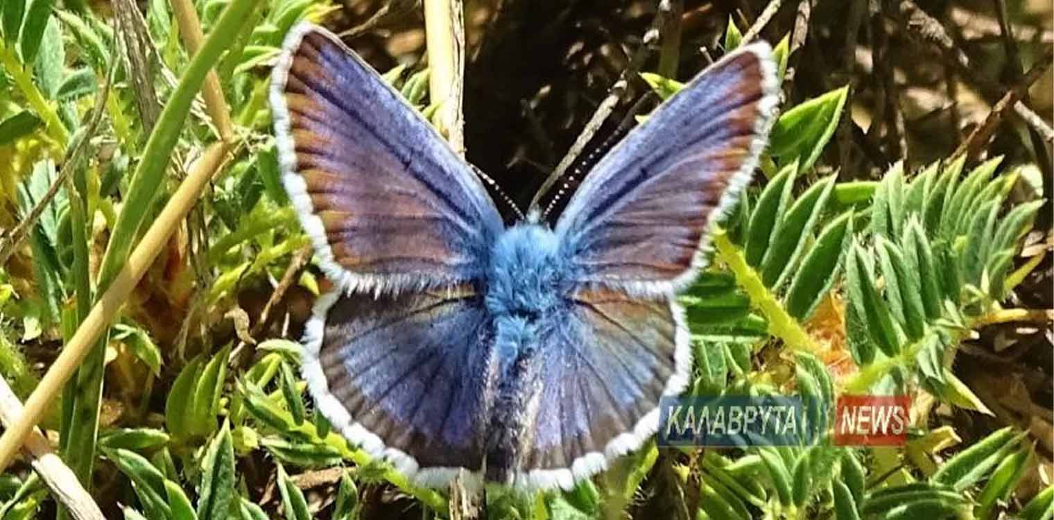 Η μπλε πεταλούδα του Χελμού