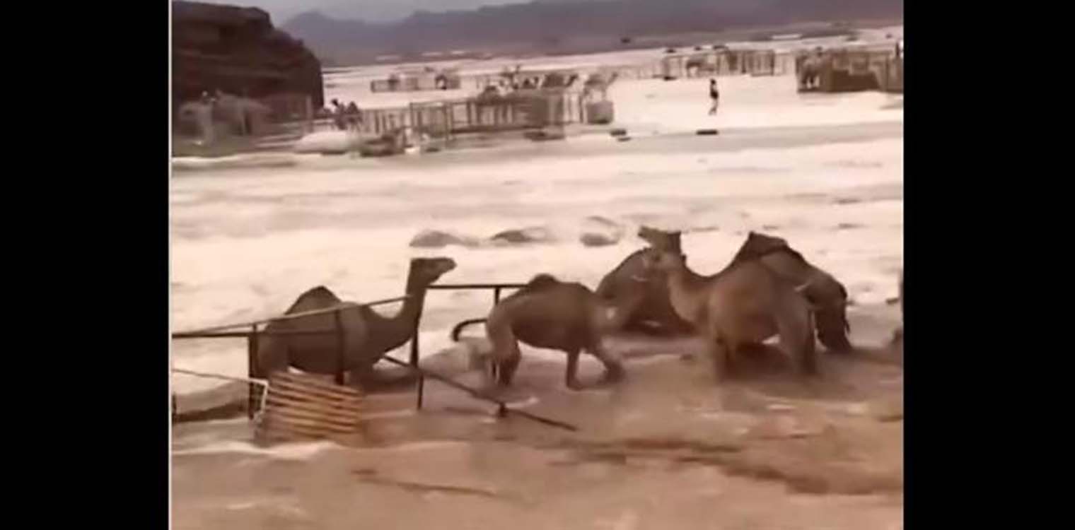 Πλημμύρες στη Σαουδική Αραβία: Καμήλες παρασύρονται στην έρημο από τα ορμητικά νερά