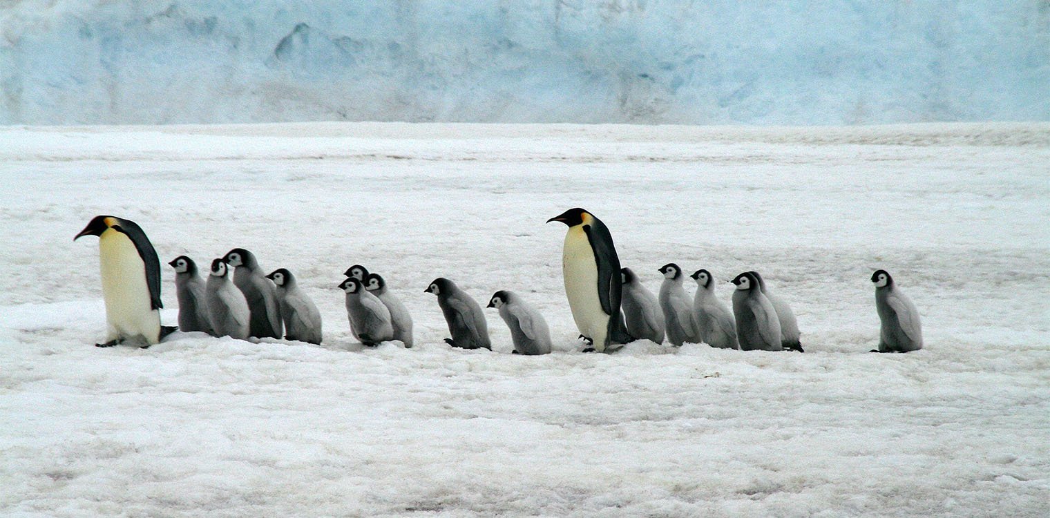 Ανταρκτική: Διπλό πλήγμα για τον αυτοκρατορικό πιγκουίνο από το λιώσιμο των πάγων και τη γρίπη