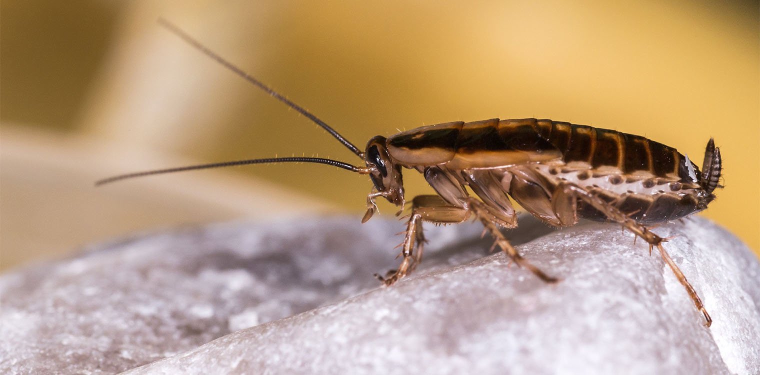 Κατσαρίδες: Πώς κατέκλυσαν τον πλανήτη - Η ιστορία του «μισητού» παράσιτου