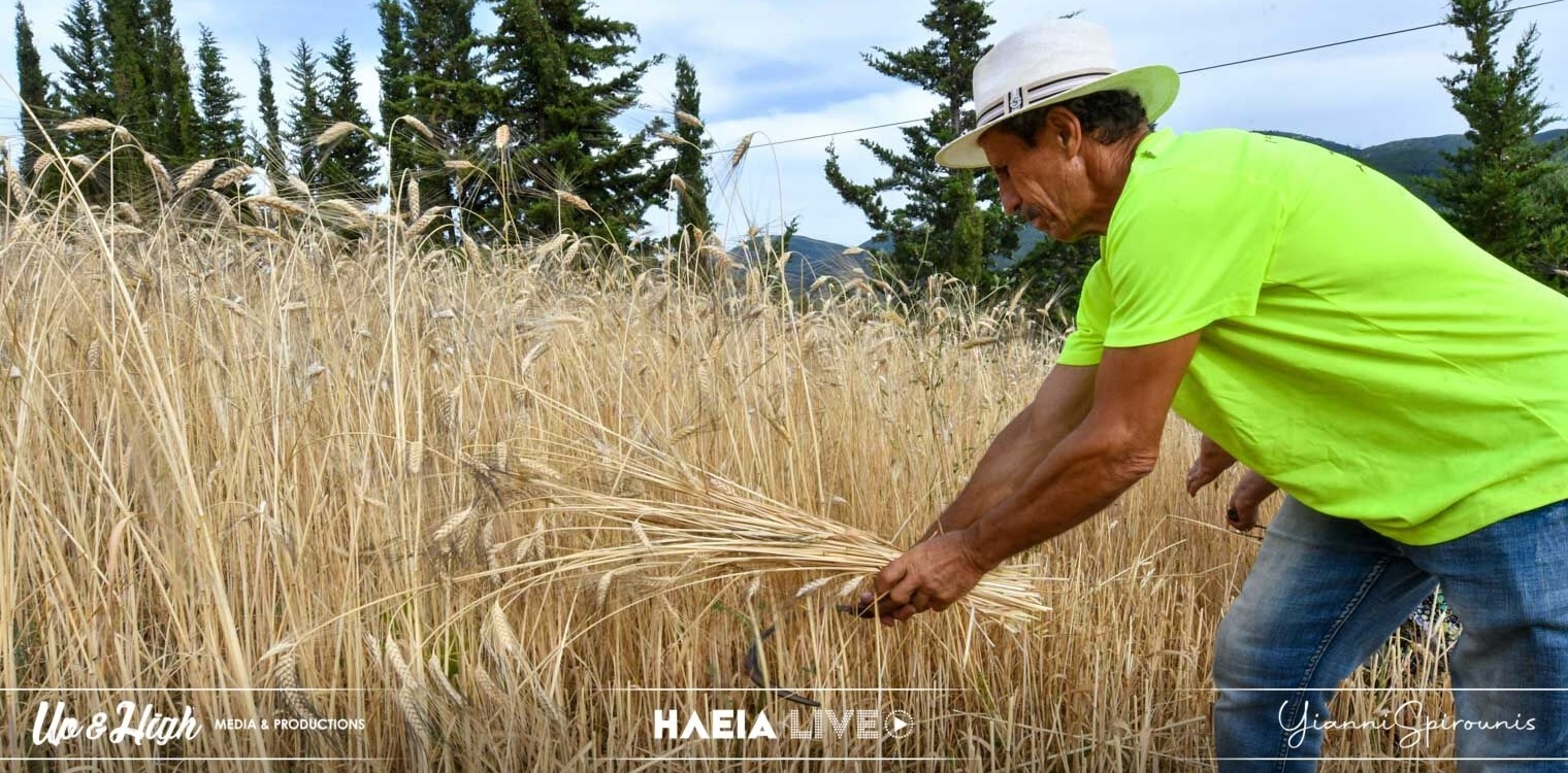 Παραδοσιακός θερισμός στη Μάκιστο: Έπιασαν δουλειά τα δρεπάνια… Με τραγούδια στο χωράφι (photos &amp; video)
