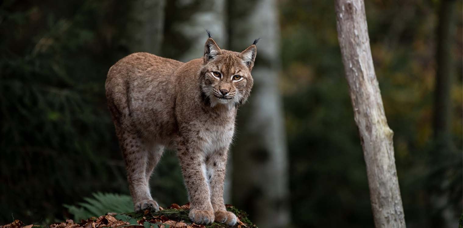 Ισπανία και Πορτογαλία: Δεν απειλείται πια με εξαφάνιση ο ιβηρικός λύγκας