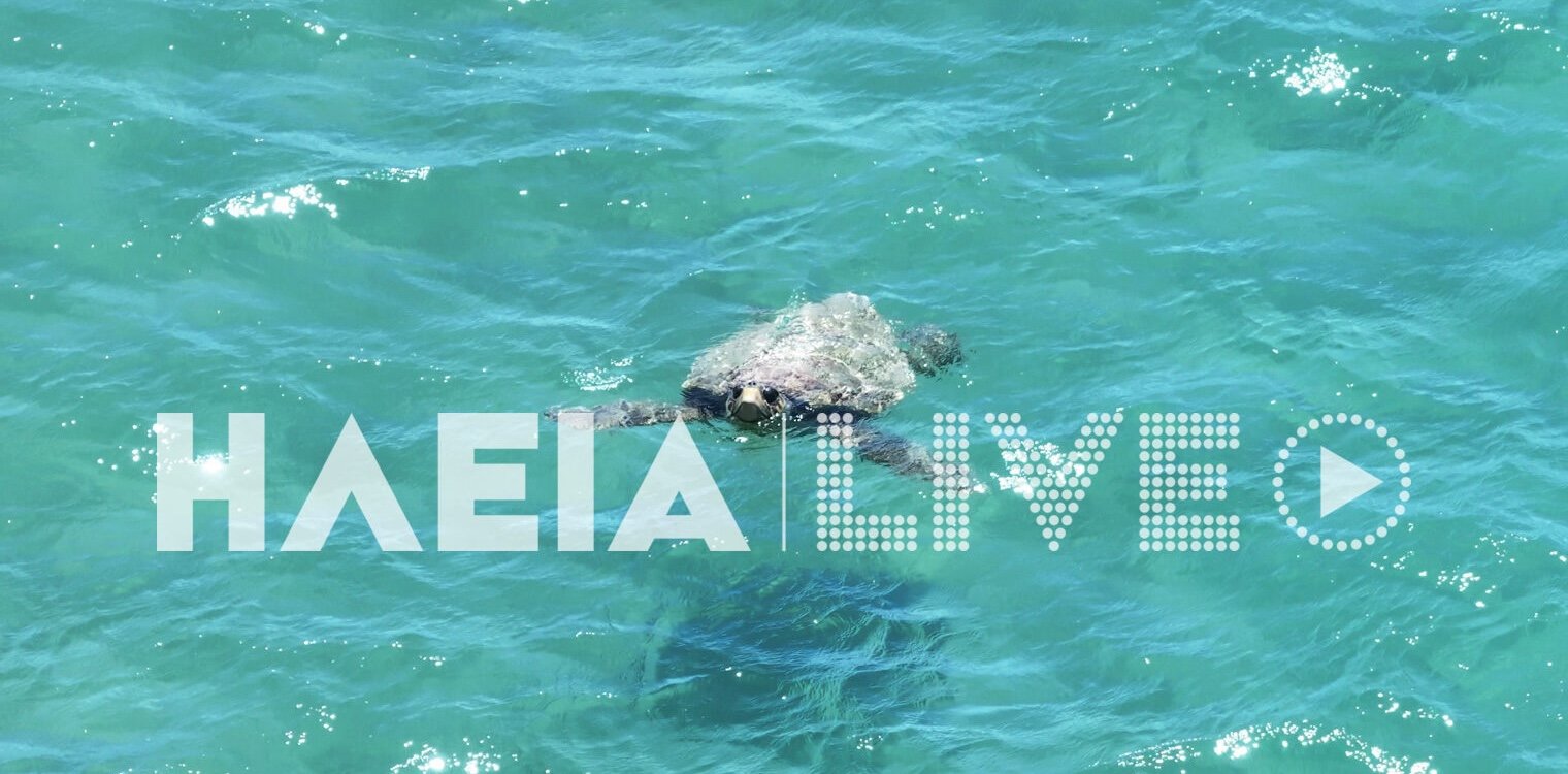Δείτε video: Δύο caretta - caretta παίζουν κοντά στην ακτή της Σπιάντζας