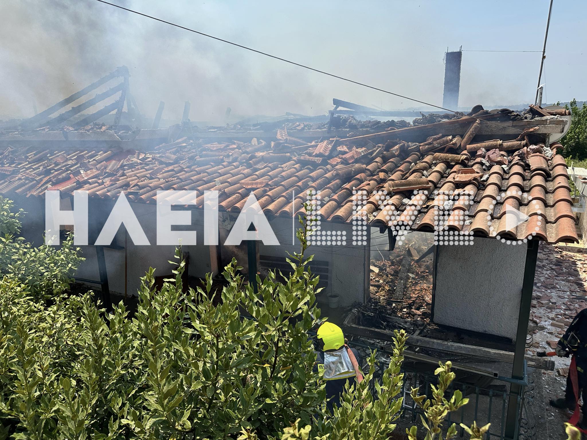 fotia xilokera.1