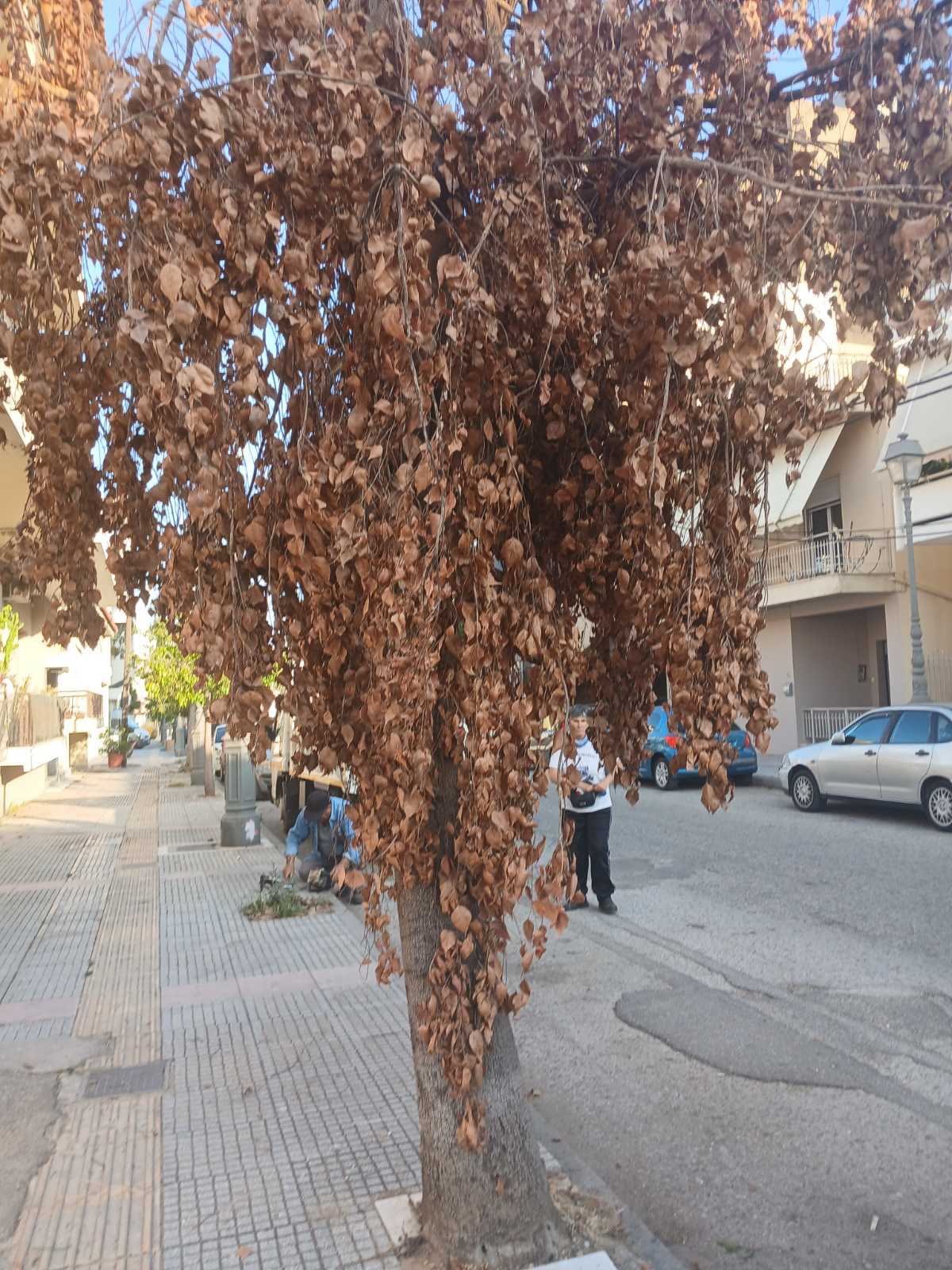 dendro2