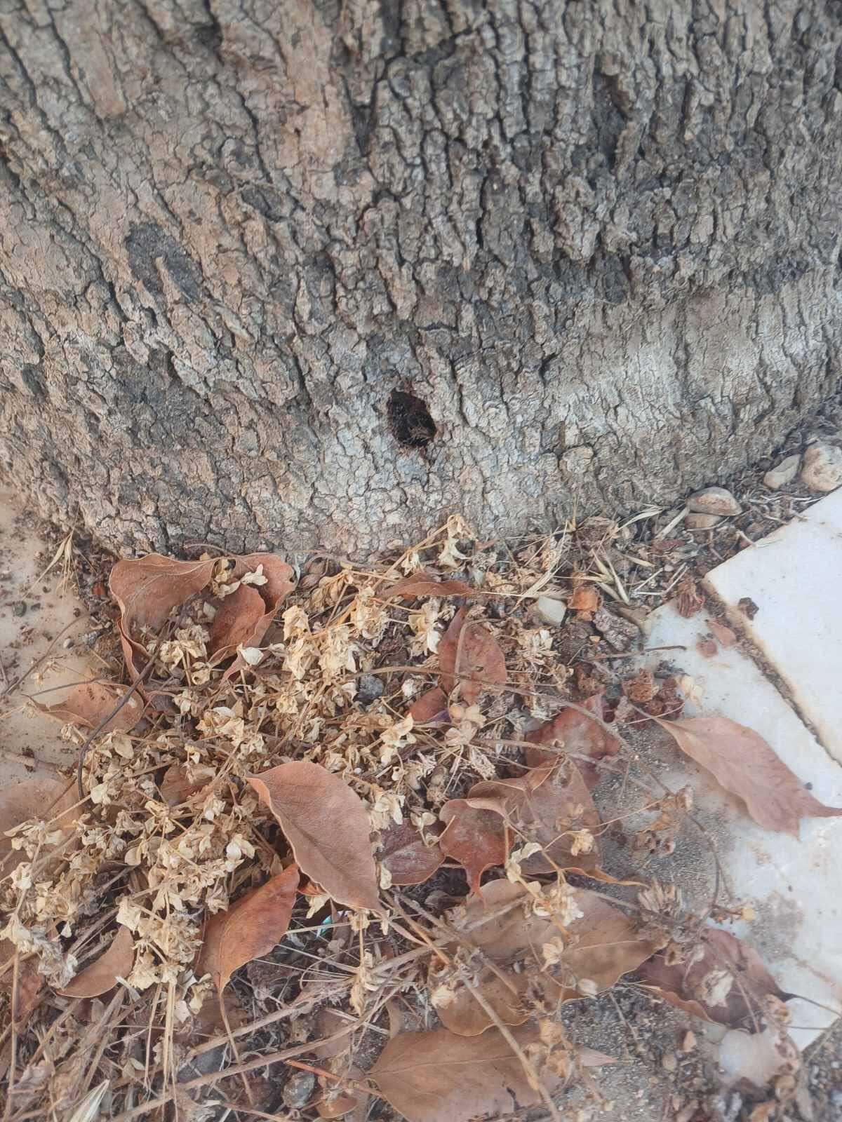 dendro3