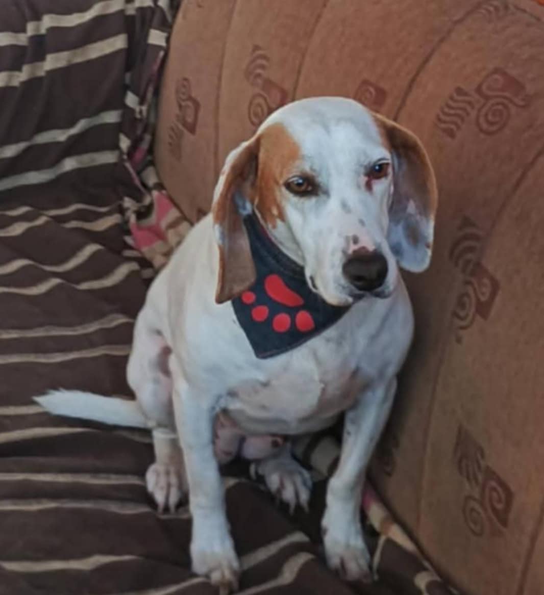 agapi aliki