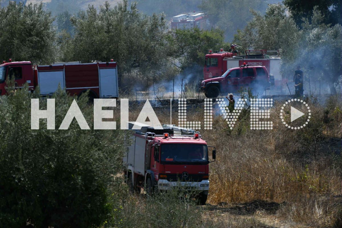 malapasi fotia 6