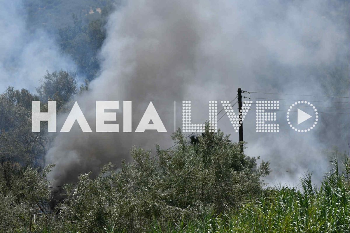 malapasi fotia 7