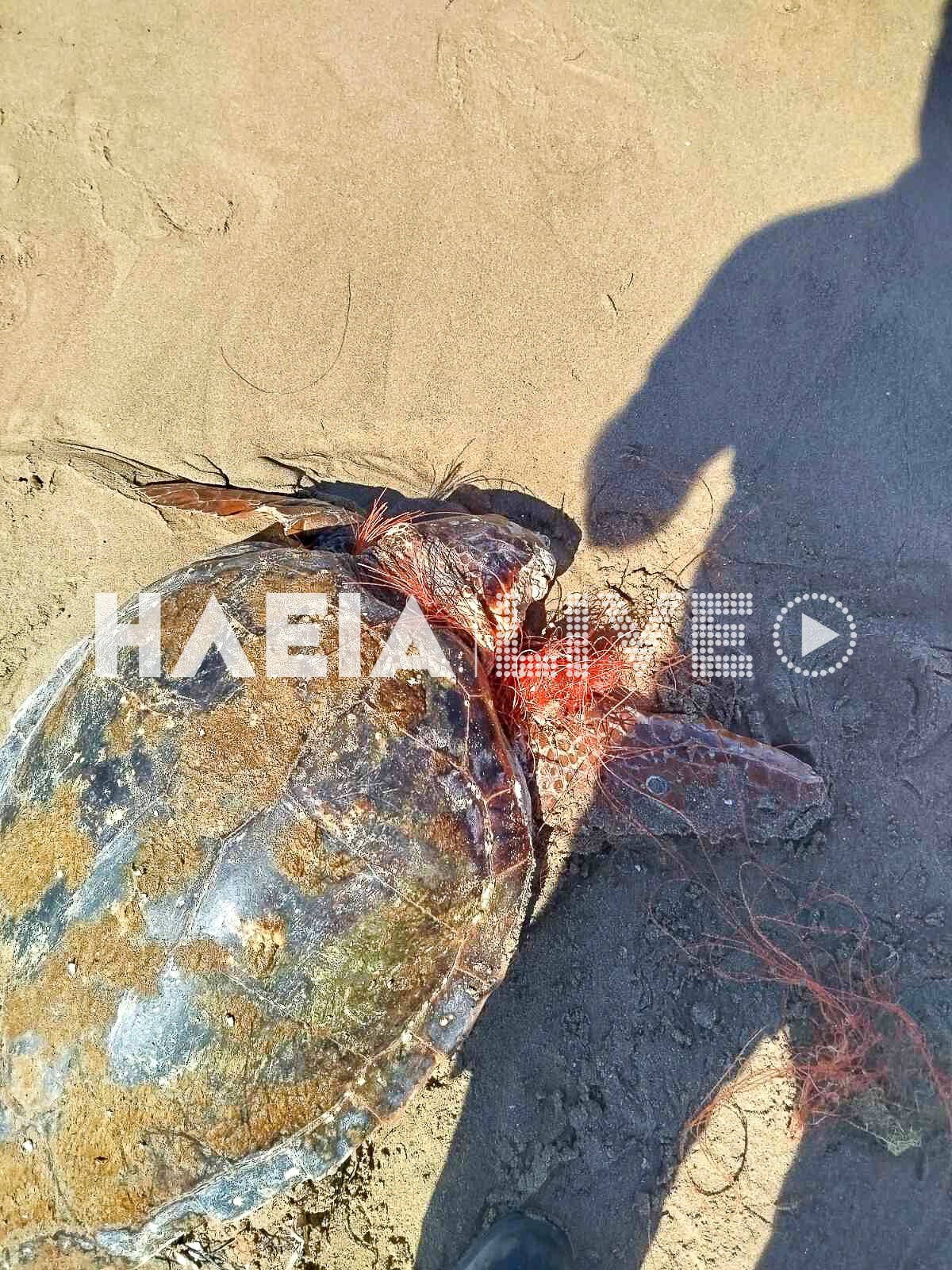 caretta diasosi 1