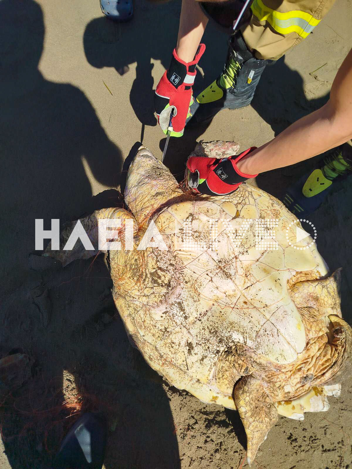 caretta diasosi 2