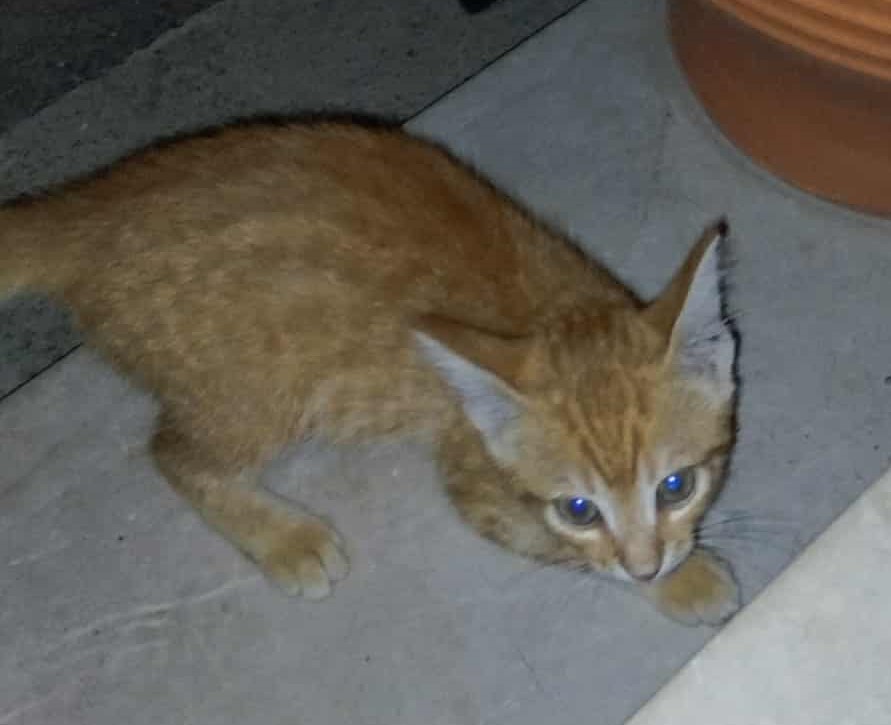gataki 2
