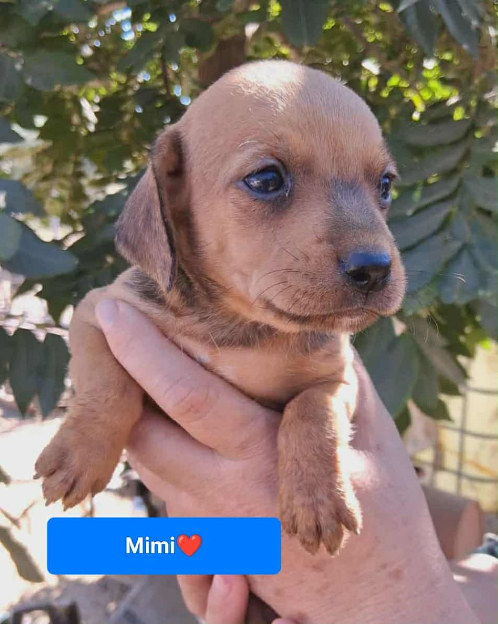 mimi aliki