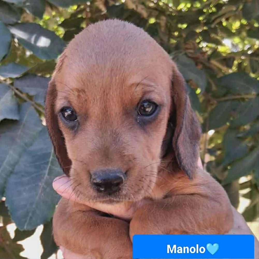 manolo aliki