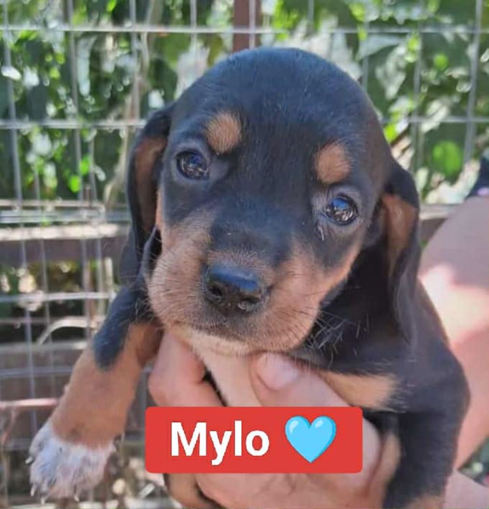mylo aliki
