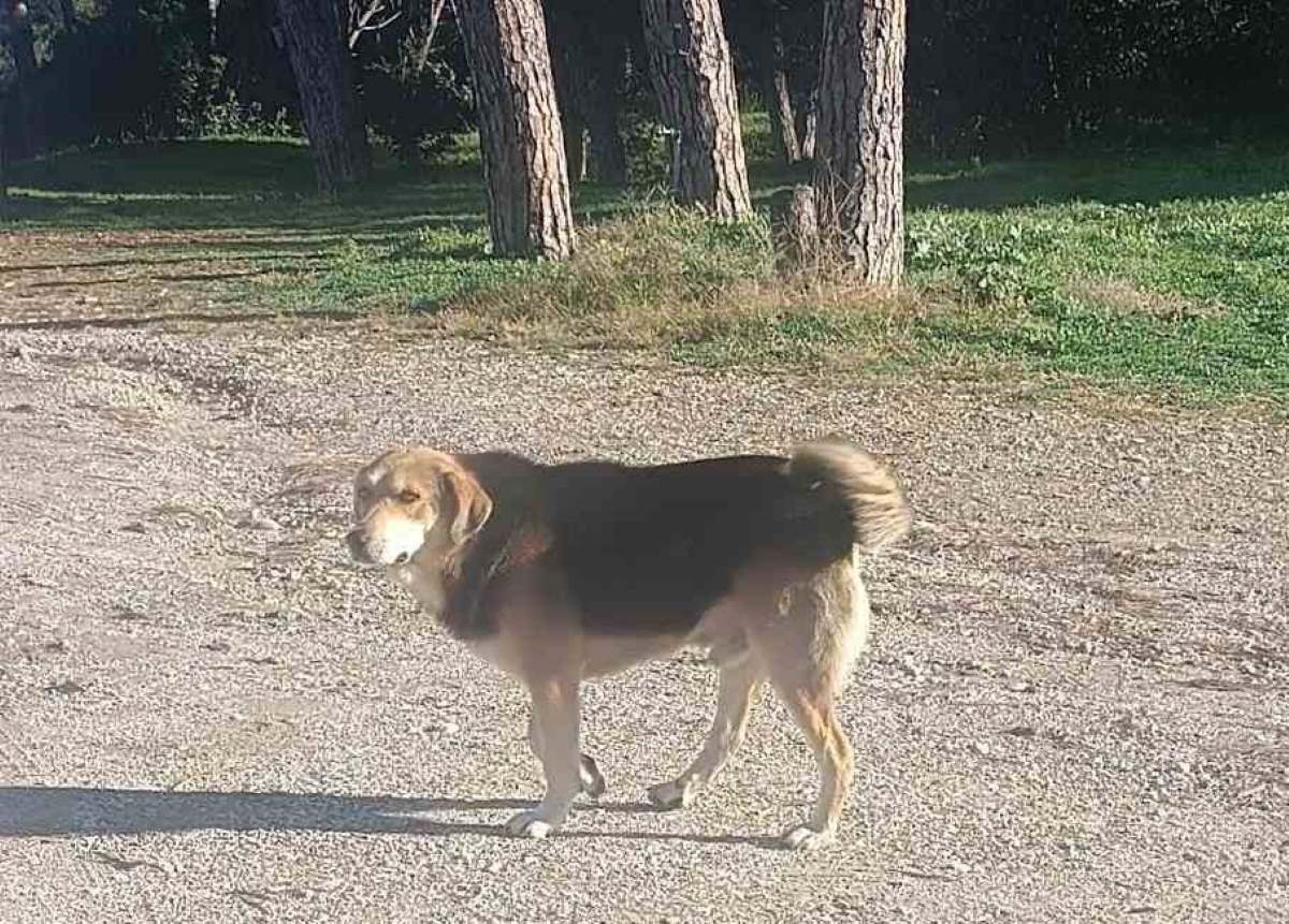 bruno 3