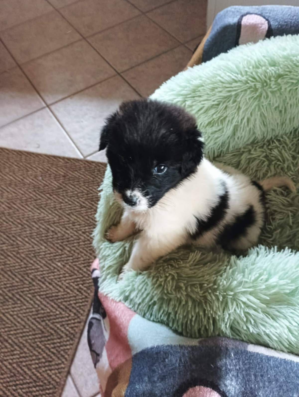 mini aliki 1