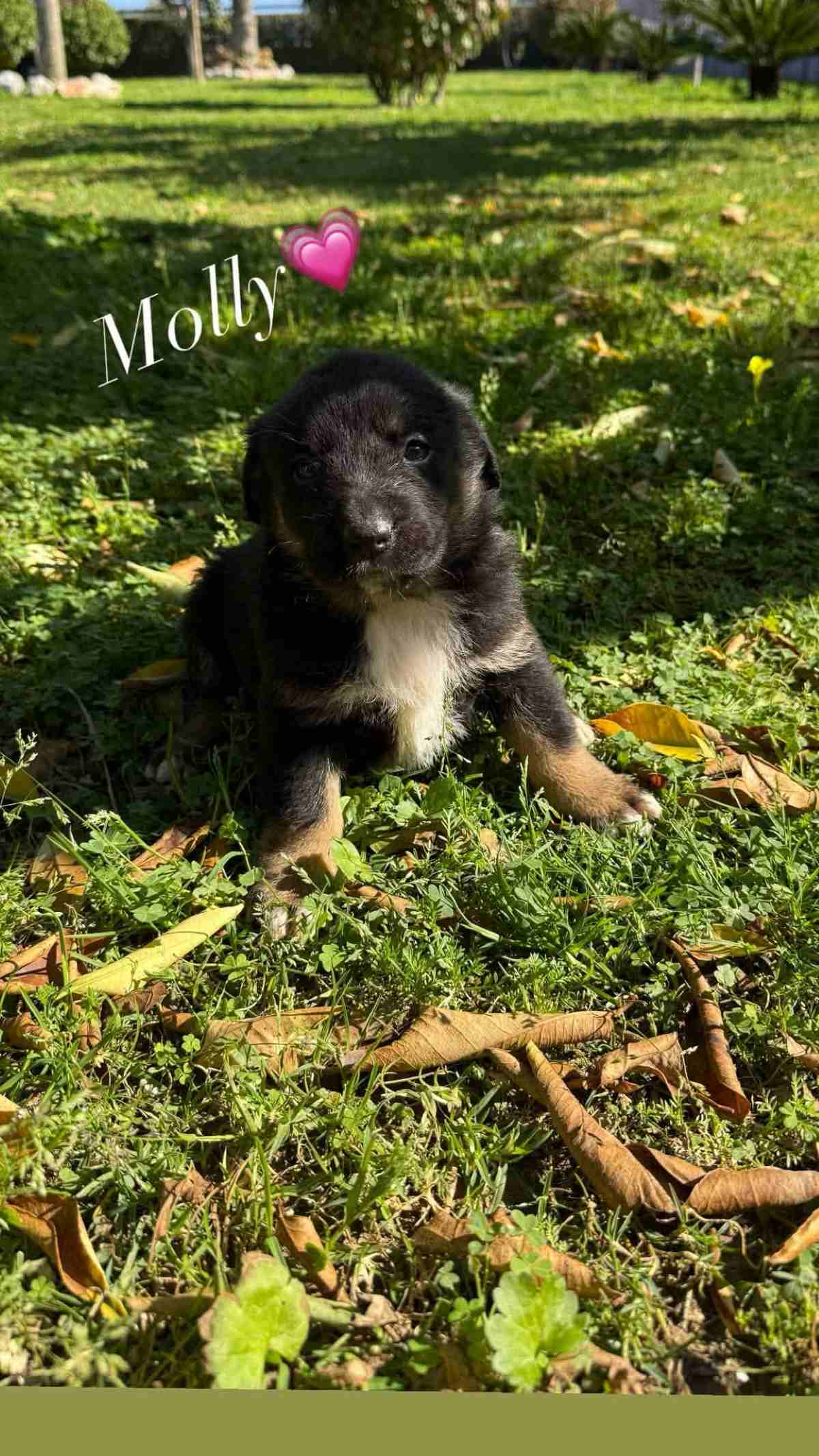 molly