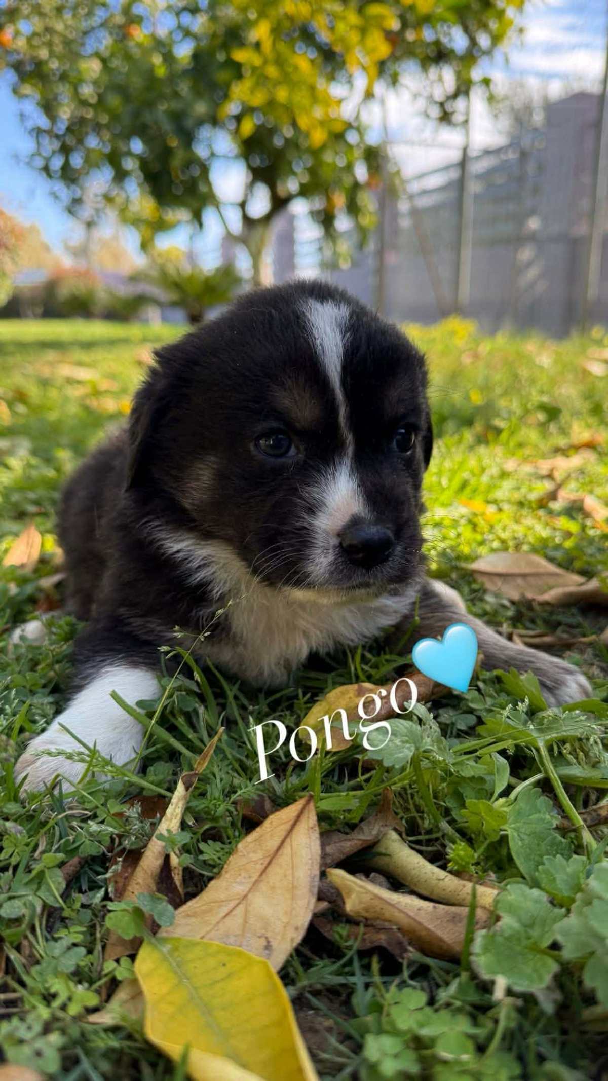 pongo