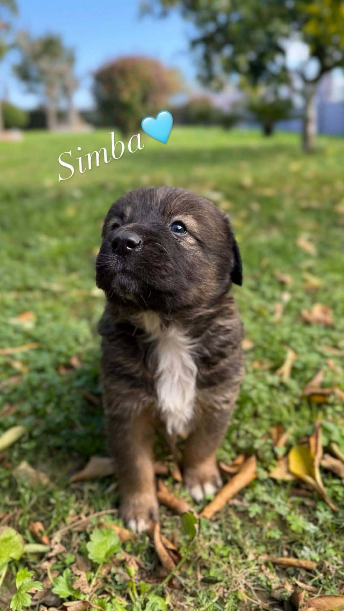 simba
