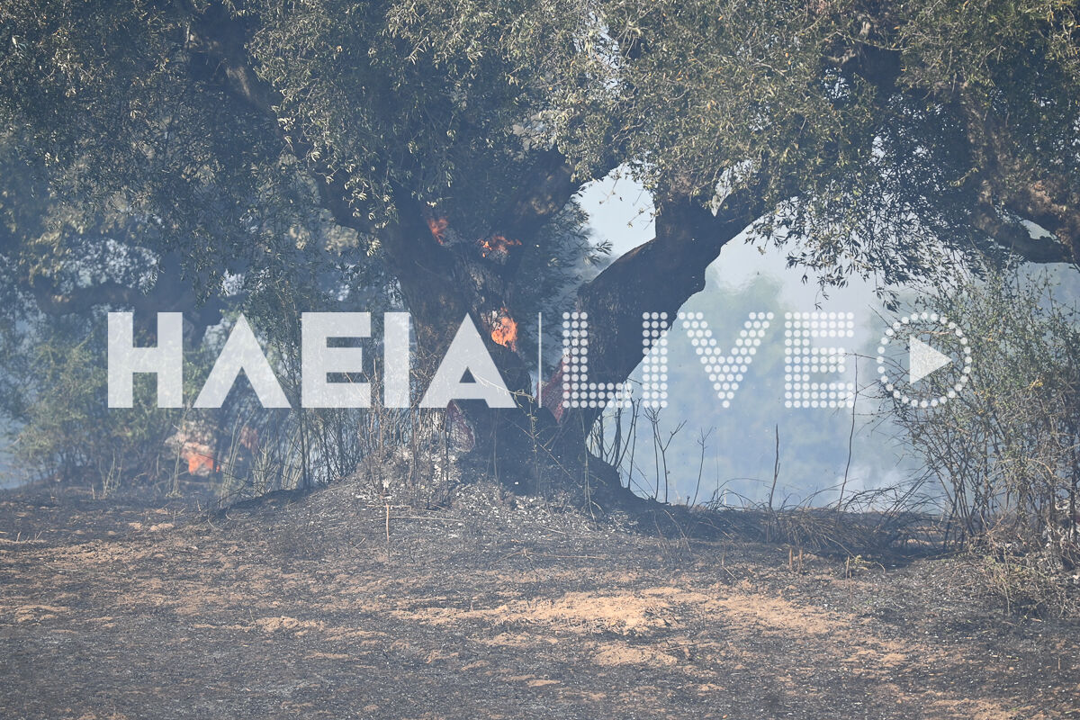 Fotia Varda 16