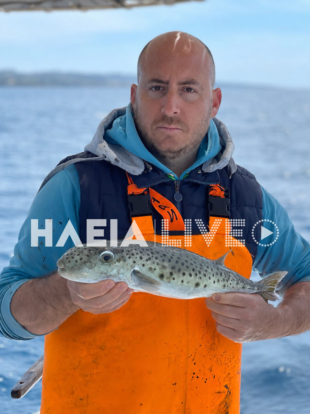 Lagokefalos ileia 4