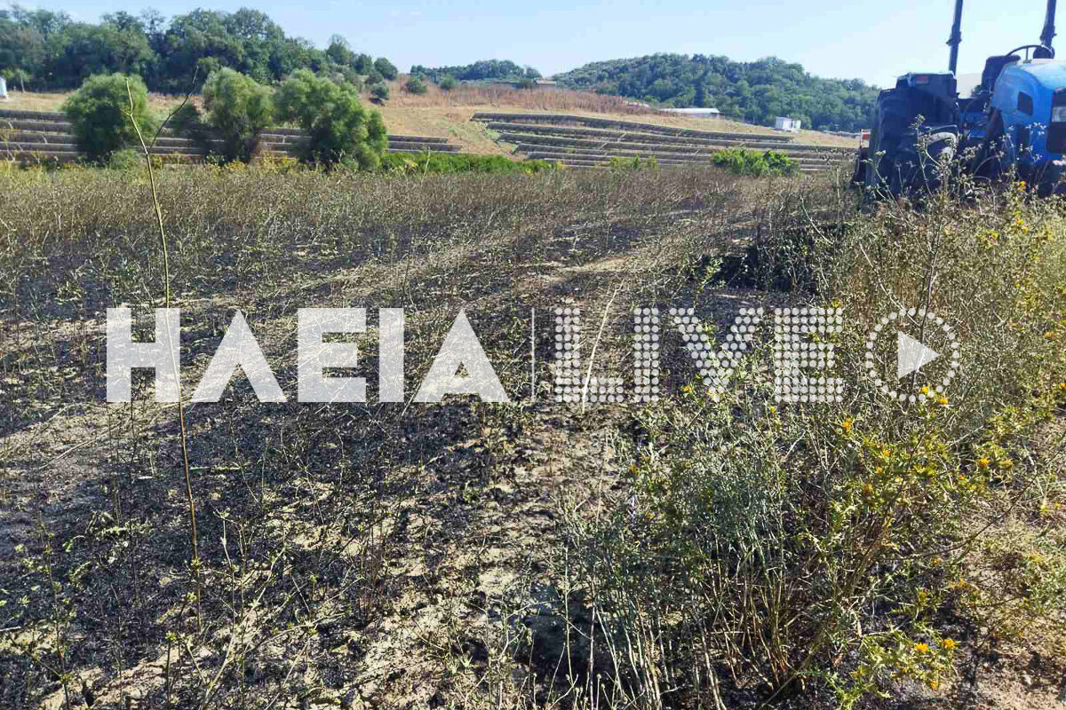 fotia pineia 2