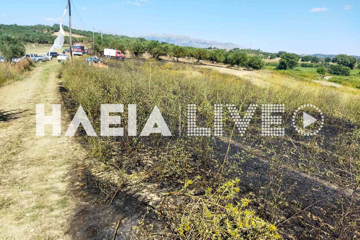 fotia pineia 3