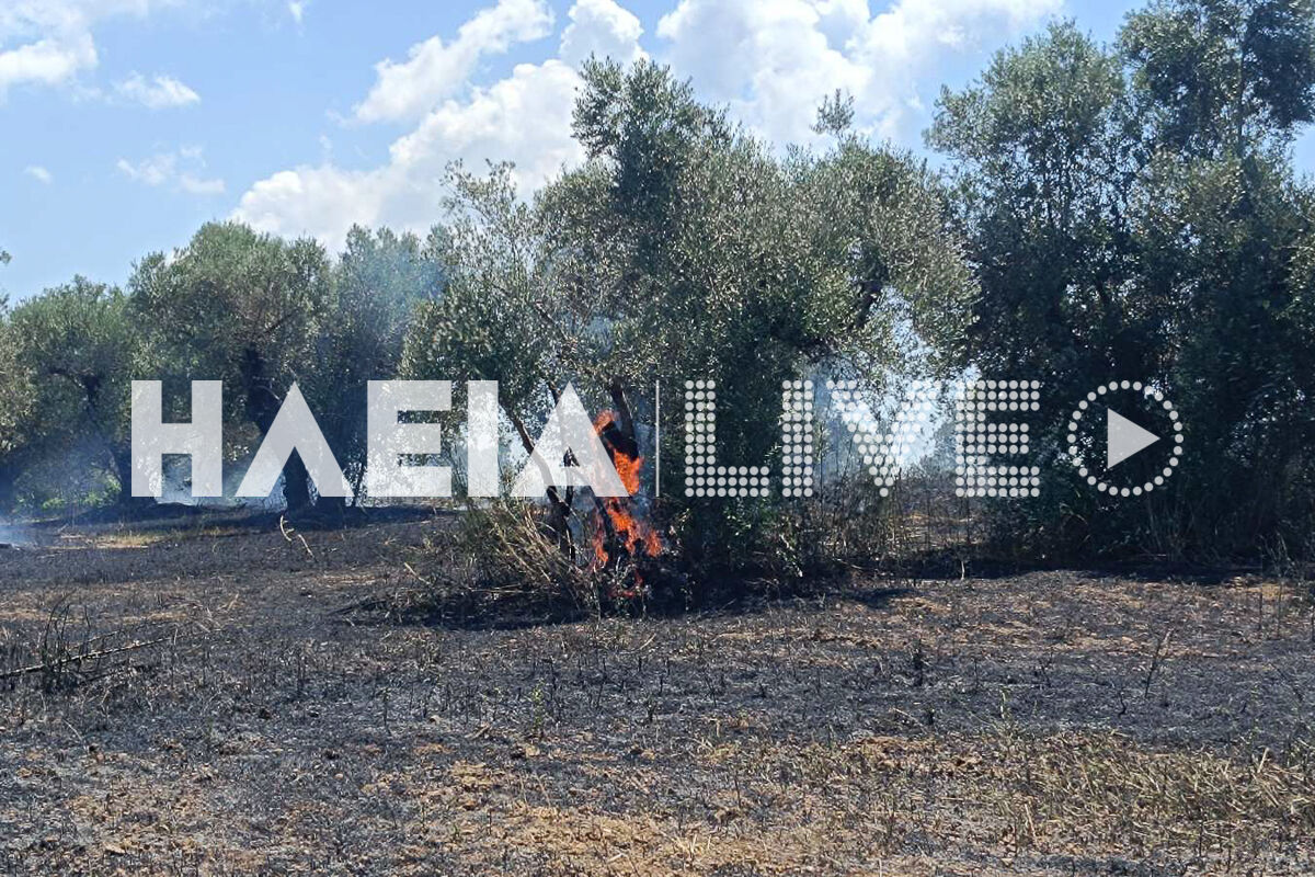Fotia lasteika 5